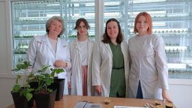 В Костромской ГСХА начали разводить тропическую муху в сельхозцелях